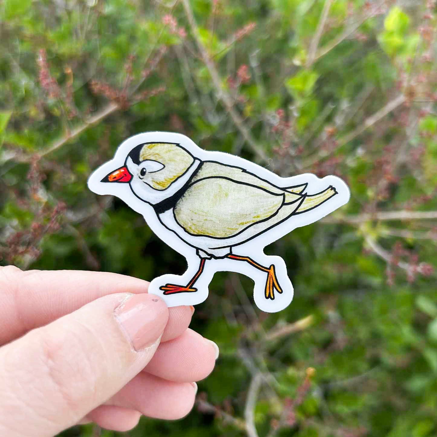 Piping Plover Bird Sticker